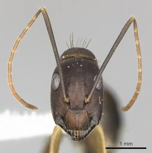 Camponotus simillimus specimen