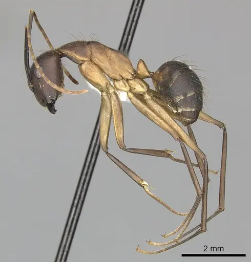 Camponotus simillimus specimen
