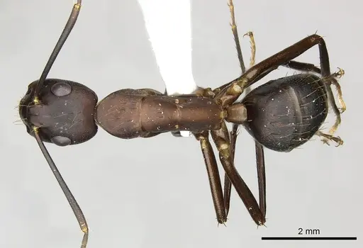 Camponotus simillimus - CASENT0249611