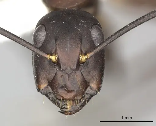 Camponotus simillimus - CASENT0249611
