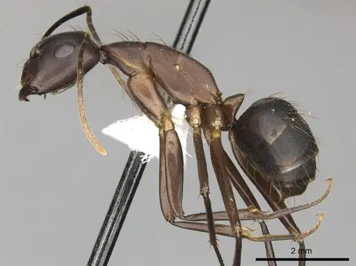 Camponotus simillimus - CASENT0249611