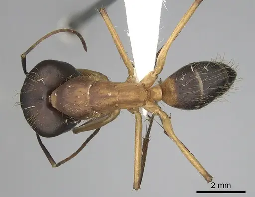 Camponotus simillimus - CASENT0280057