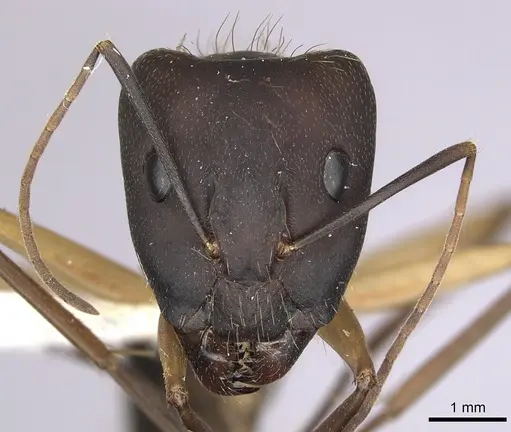 Camponotus simillimus - CASENT0280057