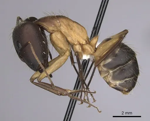 Camponotus simillimus - CASENT0280057