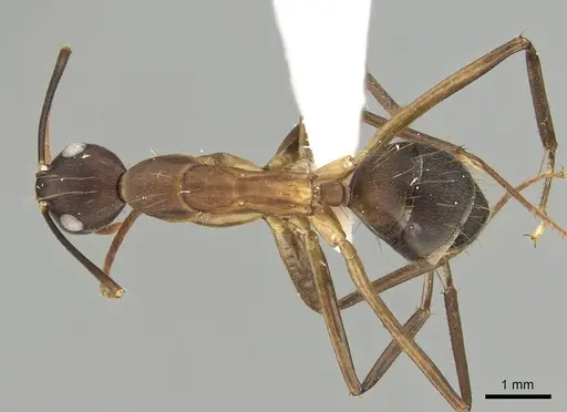 Camponotus simillimus - CASENT0280058