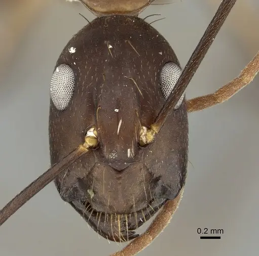 Camponotus simillimus - CASENT0280058