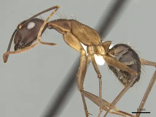 Camponotus simillimus - CASENT0280058