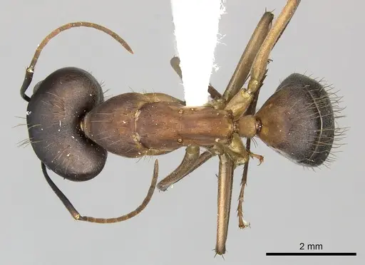 Camponotus simillimus - CASENT0619240