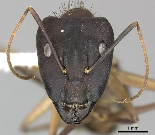 Camponotus simillimus - CASENT0619240