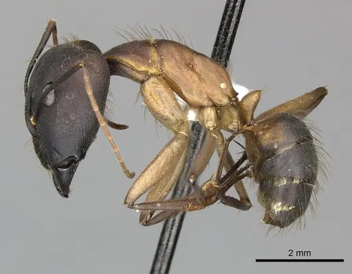 Camponotus simillimus - CASENT0619240