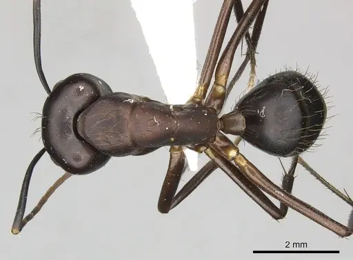 Camponotus simillimus - CASENT0619241