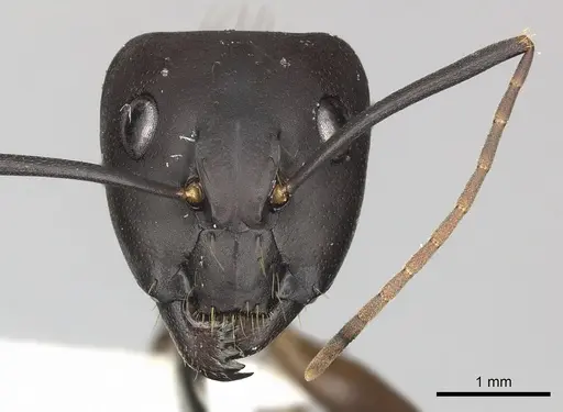 Camponotus simillimus - CASENT0619241