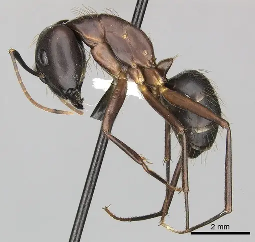 Camponotus simillimus - CASENT0619241