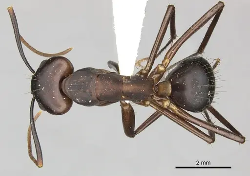 Camponotus simillimus - CASENT0619242