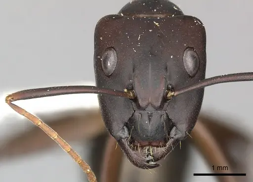Camponotus simillimus - CASENT0619242