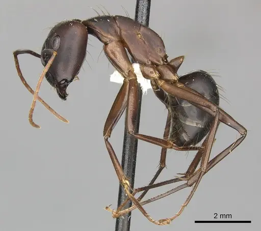 Camponotus simillimus - CASENT0619242