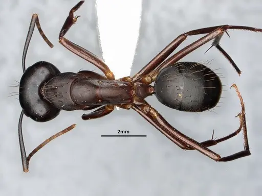 Camponotus simillimus - CASENT0633453