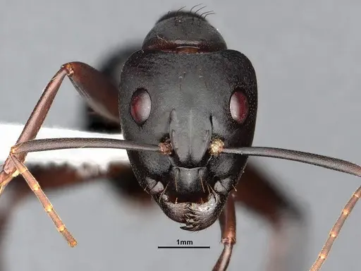 Camponotus simillimus - CASENT0633453