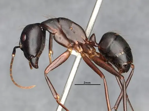 Camponotus simillimus - CASENT0633453