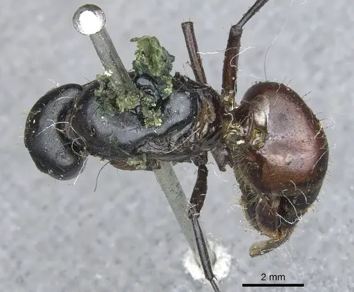 Camponotus simillimus - CASENT0903650