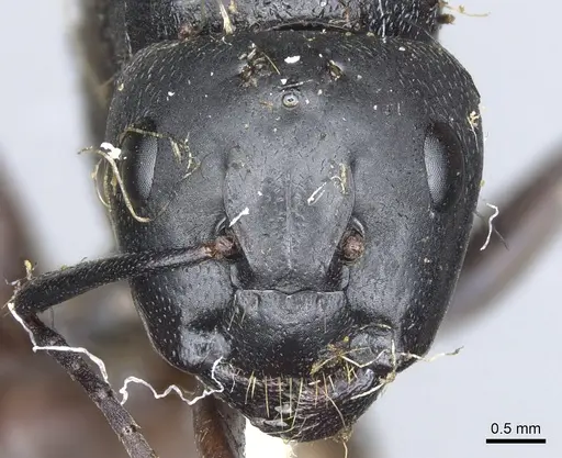 Camponotus simillimus - CASENT0903650