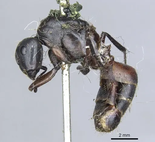 Camponotus simillimus - CASENT0903650