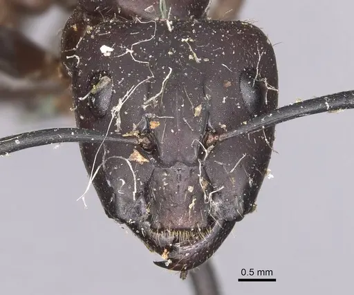 Camponotus simillimus - CASENT0905254