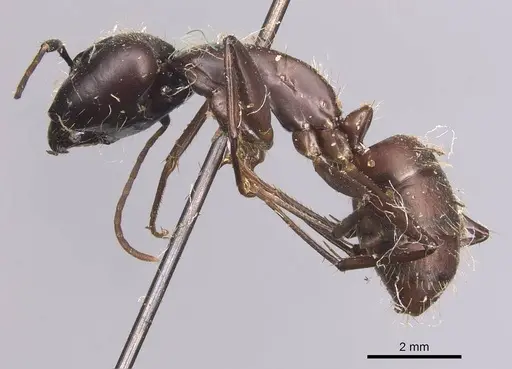 Camponotus simillimus - CASENT0905254
