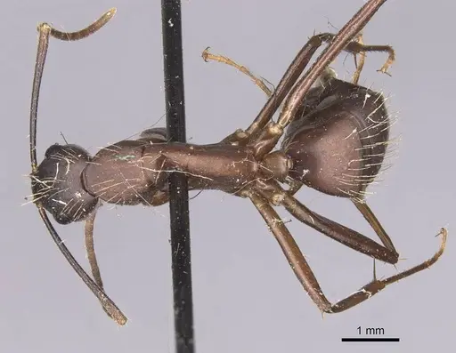 Camponotus simillimus - CASENT0905255