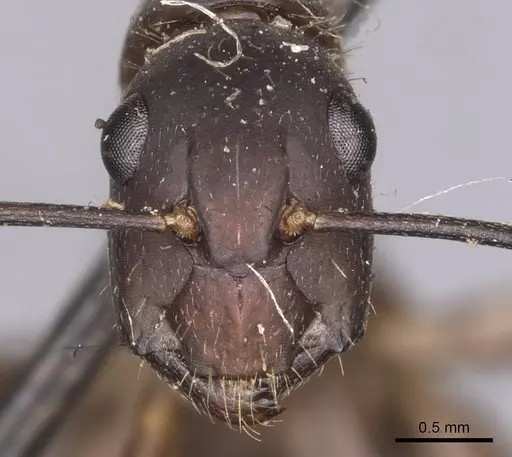 Camponotus simillimus - CASENT0905255