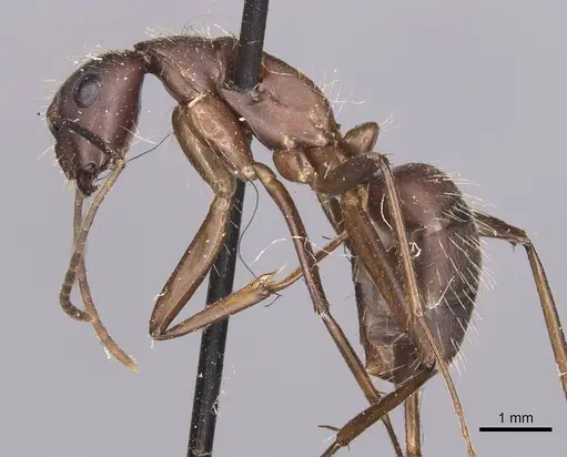 Camponotus simillimus - CASENT0905255