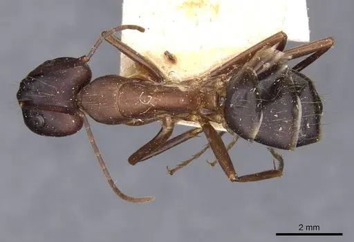 Camponotus simillimus - CASENT0910018