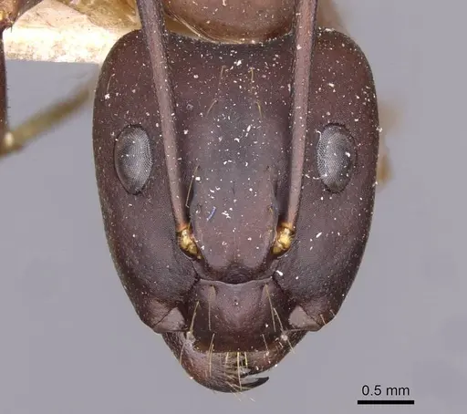 Camponotus simillimus - CASENT0910018