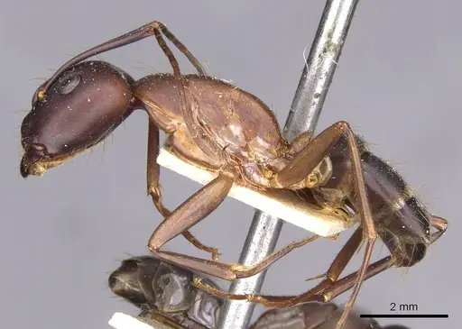 Camponotus simillimus - CASENT0910018