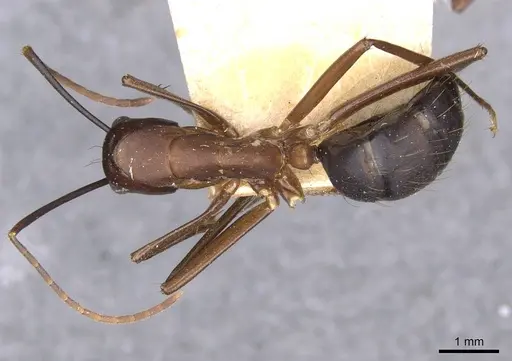 Camponotus simillimus - CASENT0910019