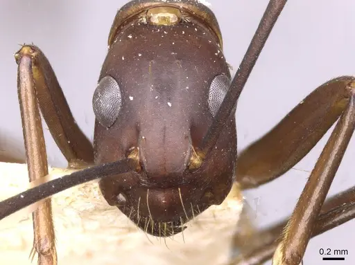 Camponotus simillimus - CASENT0910019