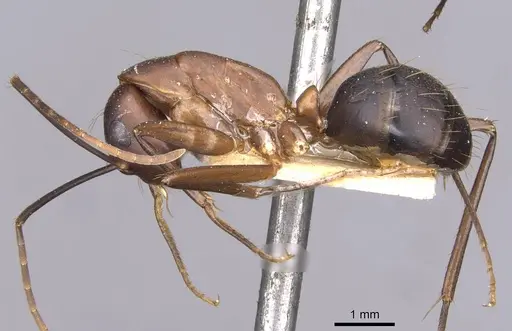 Camponotus simillimus - CASENT0910019