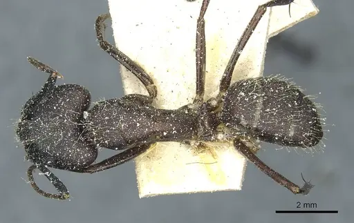 Camponotus simillimus - CASENT0912041