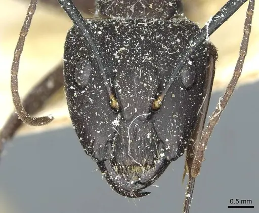 Camponotus simillimus - CASENT0912041