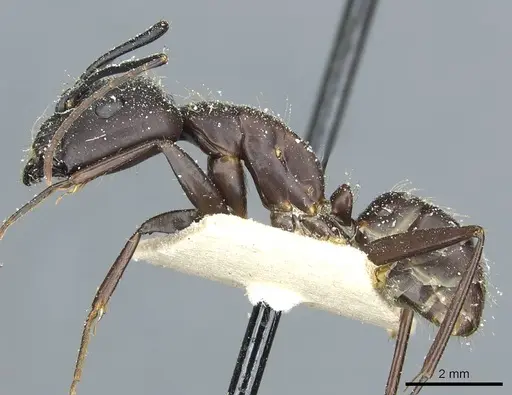 Camponotus simillimus - CASENT0912041