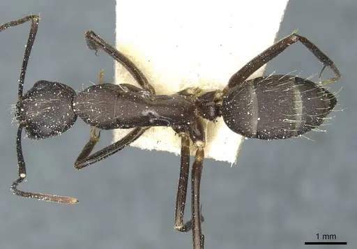 Camponotus simillimus - CASENT0912042