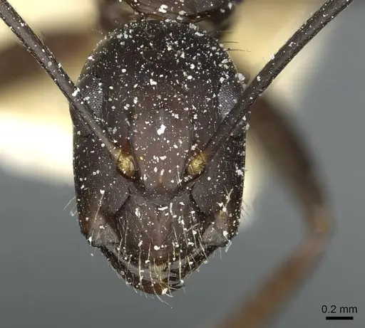Camponotus simillimus - CASENT0912042