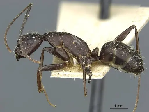 Camponotus simillimus - CASENT0912042