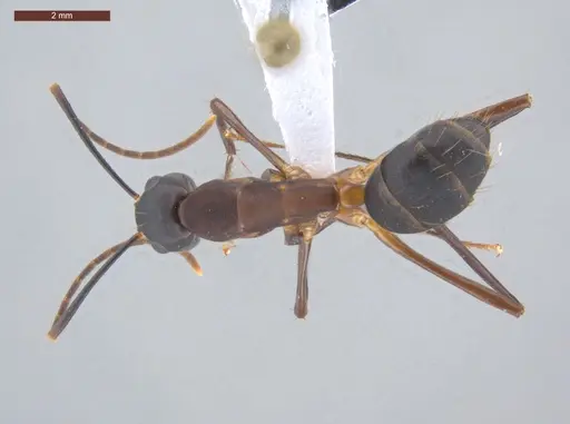 Camponotus simillimus - ECOFOG-IT14-0156-17