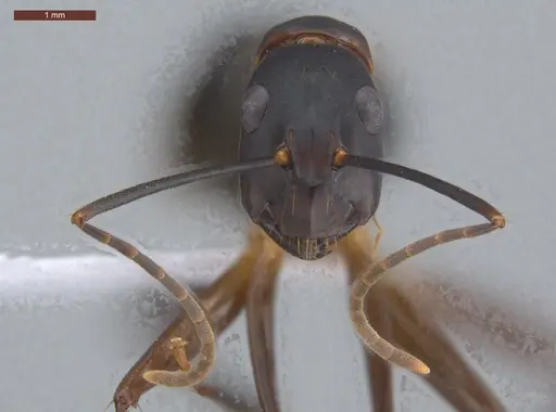 Camponotus simillimus - ECOFOG-IT14-0156-17