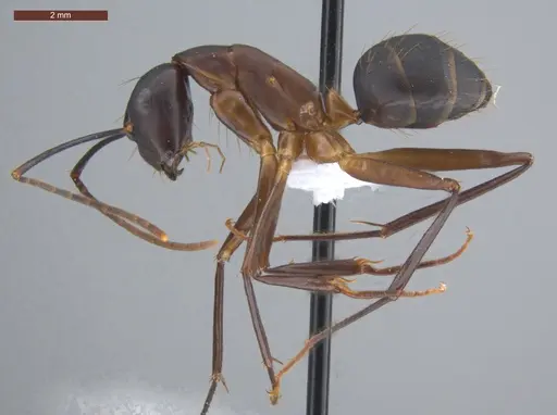 Camponotus simillimus - ECOFOG-IT14-0156-17