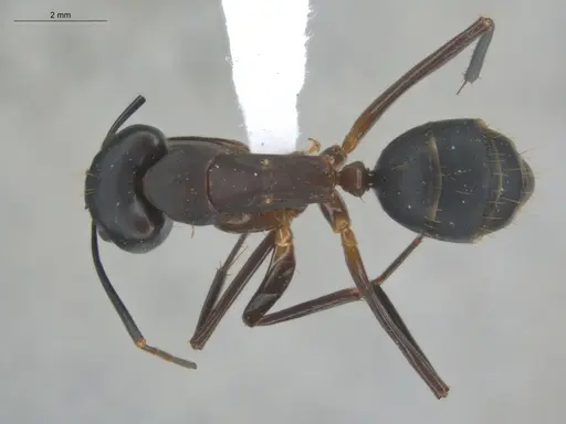 Camponotus simillimus - ECOFOG-TR17-0270-03