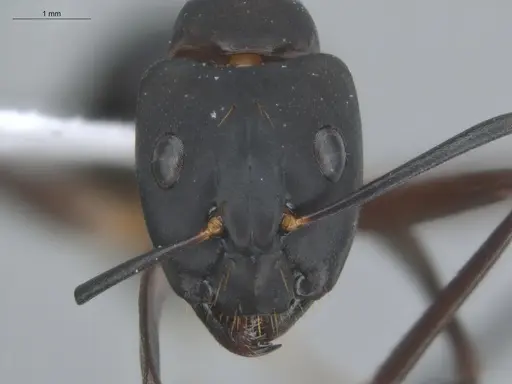 Camponotus simillimus - ECOFOG-TR17-0270-03