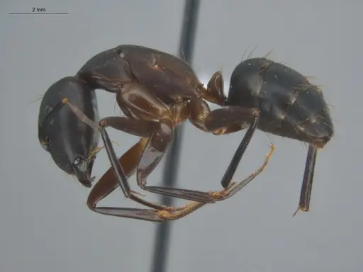 Camponotus simillimus - ECOFOG-TR17-0270-03
