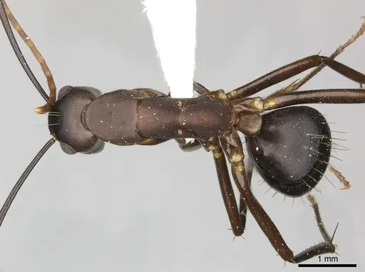 Camponotus simillimus - INBIOCRI002280771